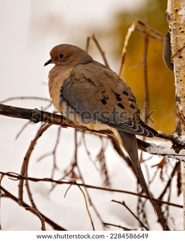 Mourning Dove close-up profile side view in the winter season perched with a forest background in its environment and habitat surrounding.  Dove Picture.
