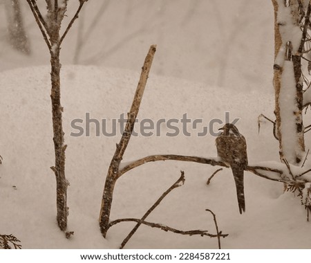Mourning Dove rear view in a winter storm and falling snow perched with a white and stormy background in its environment and habitat surrounding.