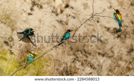 Colorful Bee Eater in the Danube Delta	
