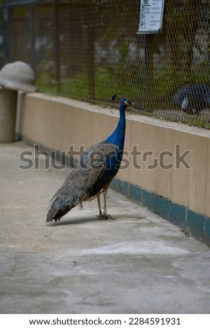Blue peacock spends a lot of time on the ground in search of food