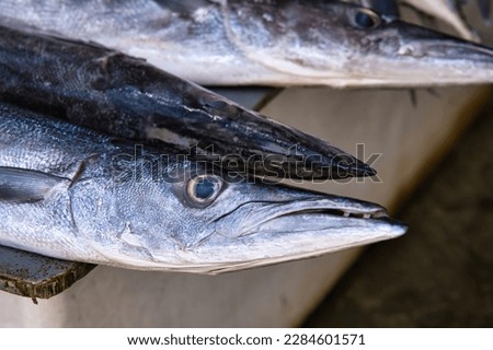 Closeup of baracuda fish head in victoria town market, Mahe Seychelles Royalty-Free Stock Photo #2284601571