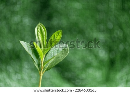 Small tree growing on soil in garden in green blur nature background, earth day or world environment day concept. Green world and sustainable conservation of forest resources.