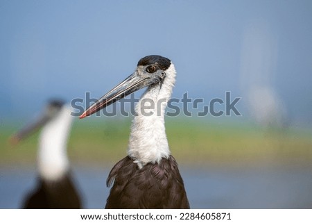 Asian woolly-necked stork (Ciconia episcopus)