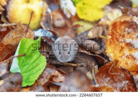 Horticulture. Voles feed on apples fallen from tree in garden until frosts. Common red-backed vole (Clethrionomys glareolus) in autumn apple orchard Royalty-Free Stock Photo #2284607657