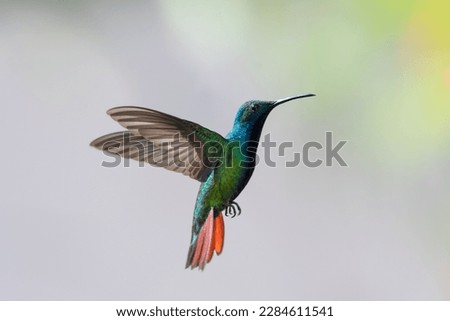 Colorful, Black-throated Mango hummingbird, Anthracothorax nigricollis, with orange tail hovering against a gray background. Royalty-Free Stock Photo #2284611541