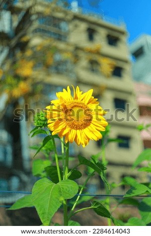 This sunflower picture is under in the open sky.