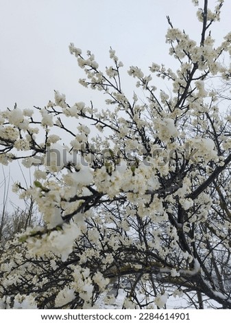 Snow in April,spring 2023..Plum blossom