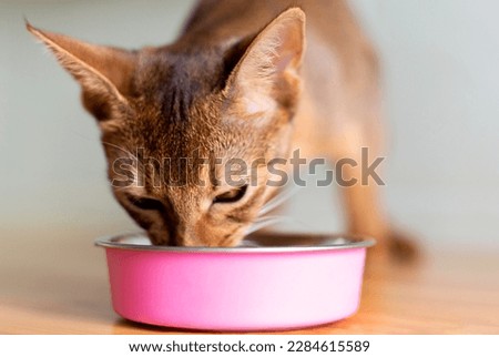little ginger Abyssinian kitten eats wet food on wooden table. Cute purebred kitten on kitchen with pink plate in the morning on wooden table Royalty-Free Stock Photo #2284615589