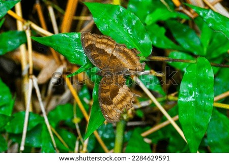 a brown butterfly known as Junonia iphita with broken wings is perched on wild plants in the garden area. This type of butterfly is often found in Asia