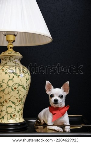 A beautiful white chihuahua dog lies on a golden tray next to a large vintage lamp and looks straight into the camera. A red ribbon in the form of a small tie is tied around the dog's neck. Studio.