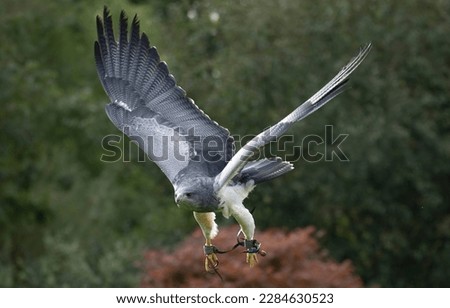A Chilean Blue `Eagle. Also known as the Black-Chested Buzzard-Eagle, the Chilean Blue Eagle is a South American bird of prey from the Buteo genus.  Royalty-Free Stock Photo #2284630523