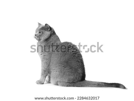 The British shorthair blue cat sits beautifully on a white background and looks interested. Gray thoroughbred beautiful cat with big orange eyes isolated.