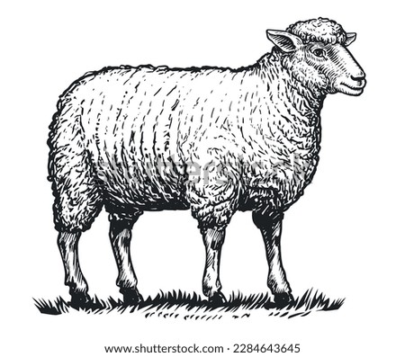 Farm sheep standing on grass. Hand drawn domestic animal with thick woolly coat. Livestock farming, vector illustration Royalty-Free Stock Photo #2284643645