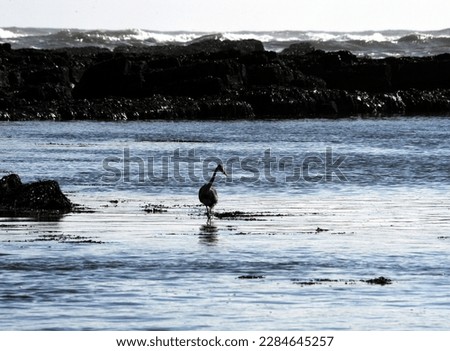 silhouette of grey heron fishing in low tide pools on the coast