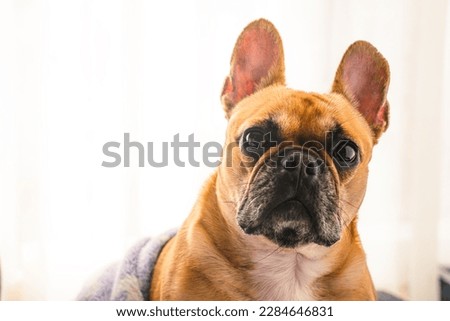 Portrait of a sleepy french bulldog at home, covered with a blanket, posing for dog photoshoot. Royalty-Free Stock Photo #2284646831