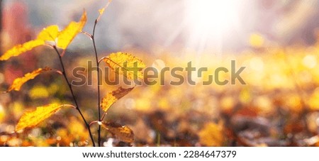 Sunny day in the autumn forest, yellow leaves in the sunlight. Autumn landscape, copy space