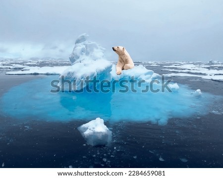 A magnificent polar bear proudly climbed onto a melting snow floe Royalty-Free Stock Photo #2284659081