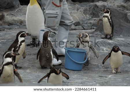 Penguin bred in aquarium pool