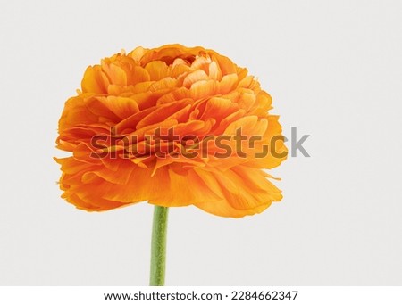 Orange field ranunculus on a white background