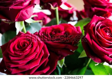Bouquet of dark red roses close-up on a light background