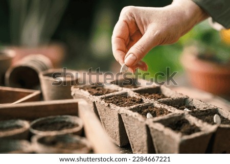 Farmer planting seed into seedling tray. Biodegradable peat pot for sowing and gardening Royalty-Free Stock Photo #2284667221