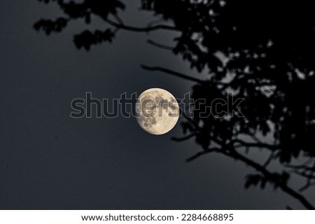 Moon shine and branches in the foreground 
