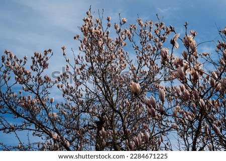 magnolia blossoms in early april