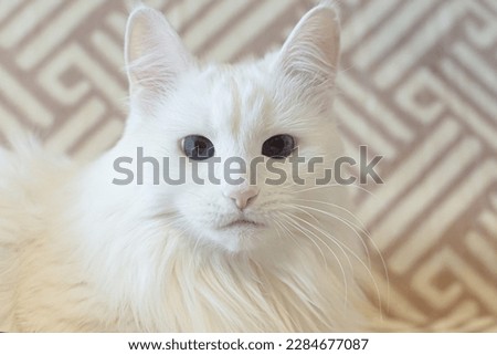 A white fluffy purebred cat. Close-up. Pets.
