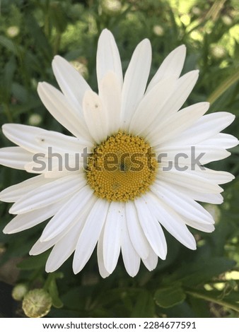 Huge white Daisy in a garden