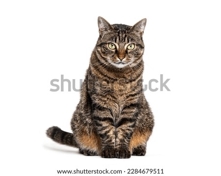 Tabby crossbreed cat sitting in front and looking at camera, isolated on white