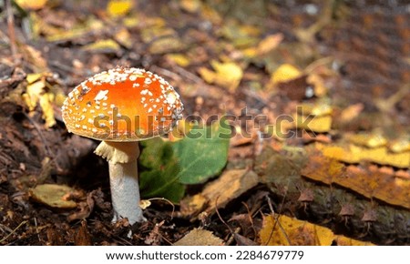 Red toadstools in the woods amanita muscaria fly agaric fly amantia.Amanita mascara mushrooms different size.Red Amanita muscaria mushrooms in a forest. Royalty-Free Stock Photo #2284679779