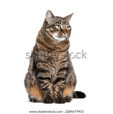 Sitting Tabby crossbreed cat looking away, isolated on white
