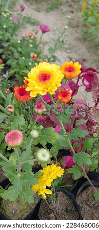 Chandramallika Flower stock photos. Free or royalty-free photos and images.