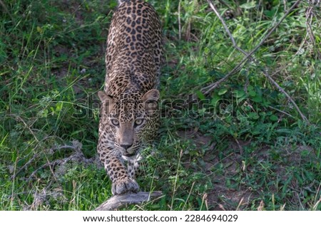 Yala Leopard Sri Lanka   evening safari
