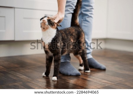 Contented cat greets her pet owner upon his arrival home. Man stroking his cute mottled cat.
 Royalty-Free Stock Photo #2284694065