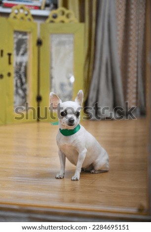 A beautiful white chihuahua dog is reflected in a large mirror, sitting on a floor covered with wooden parquet, looking directly into the camera. A green ribbon is tied around the dog's neck.
