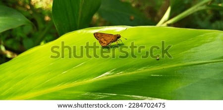 pretty little butterfly template image