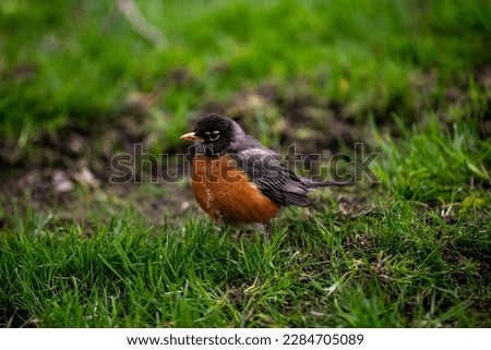 Robin standing in a grass covered lawn 
