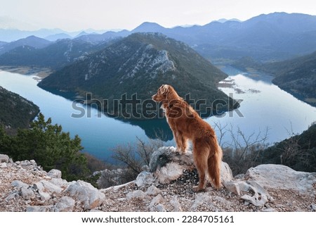The dog stands in the mountains on bay and looks at the river. Nova Scotia duck retriever in nature, on a journey. Hiking with a pet