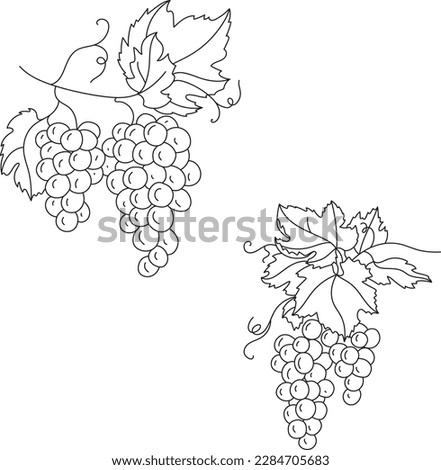 Hand drawn grapes sketch. Wine vine outline, leaves, berries. Black and white clip art isolated on white background. Antique vintage engraving illustration for design wine