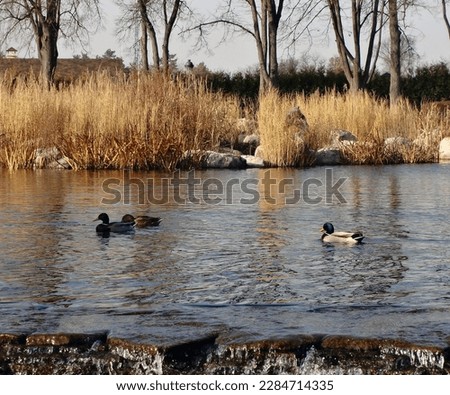 Photo of an autumn lake with ducks. Kyiv, Ukraine.