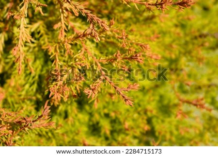 Fire Chief branches - Latin name - Thuja occidentalis Fire Chief Royalty-Free Stock Photo #2284715173