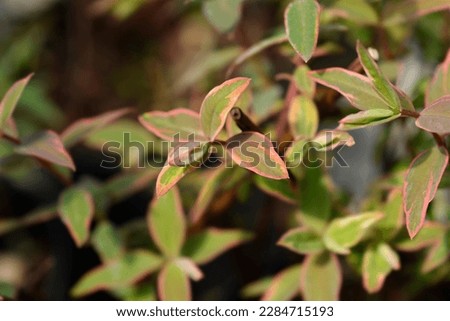 St. Johns wort Tricolor leaves - Latin name - Hypericum x moserianum Tricolor Royalty-Free Stock Photo #2284715193