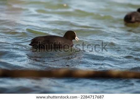Duck with an open beak swims in the water
