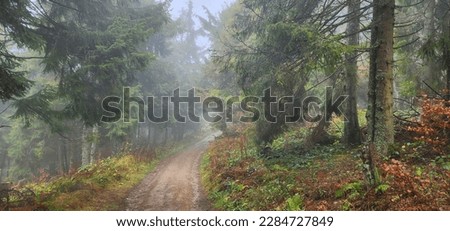 Soft fog in the coniferous green forest of the Carpathian mountains
