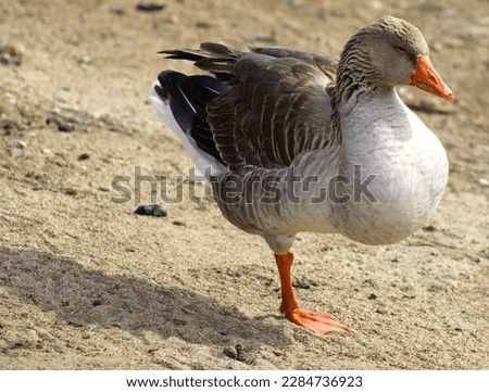 Closeup of a Greylag Goose standing on one leg along the coast of Watson Lake in Prescott, Arizona