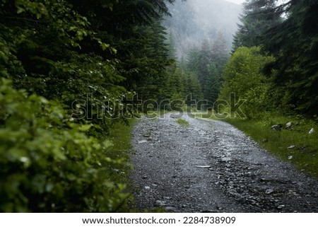 Forest trail scene. Woodland rocky path Forest in fog. Landscape with trees, colorful green and blue fog. Nature background. Dark foggy forest Royalty-Free Stock Photo #2284738909