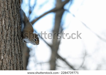 Curious Fox Squirrel descends tree. 