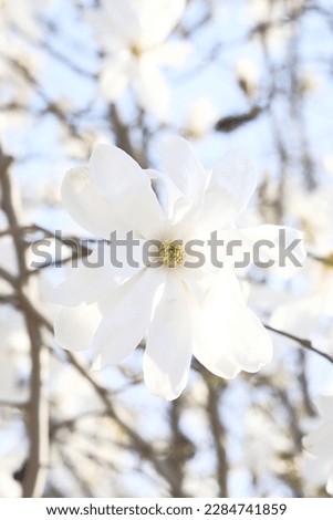 White magnolia flowers on the background of bright blue sky. Spring warmth. Sunny day.