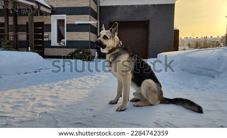 Dog German Shepherd near house in village or city in winter day and white snow arround. Waiting eastern European dog veo and white snow